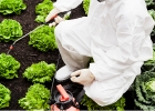 Aké nebezpečenstvo predstavujú pesticídy? Mnohí ľudia sa vystavujú pesticídom sami!