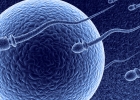 Mužská neplodnosť vs. kvalita spermií