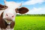 Aký má názor na mlieko TRADIČNÁ ČÍNSKA MEDICÍNA?