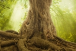 Jemné energie stromov. Čo charakterizuje jednotlivé stromy a ktorý vás osloví?