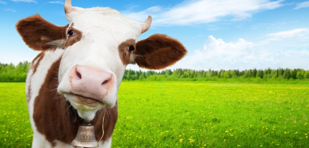 Aký má názor na mlieko TRADIČNÁ ČÍNSKA MEDICÍNA?